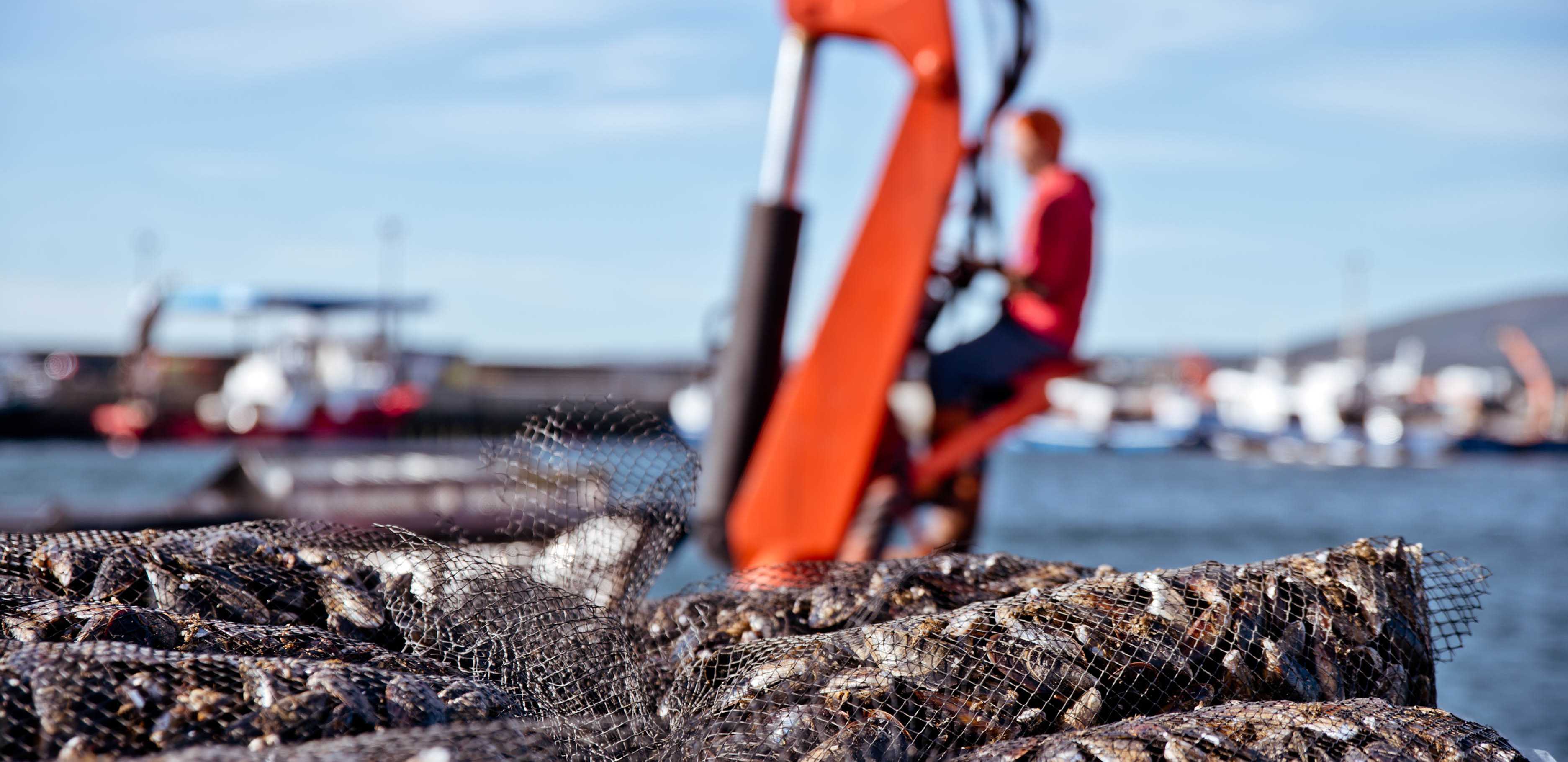 Boiro Turismo - Ruta do mexillón