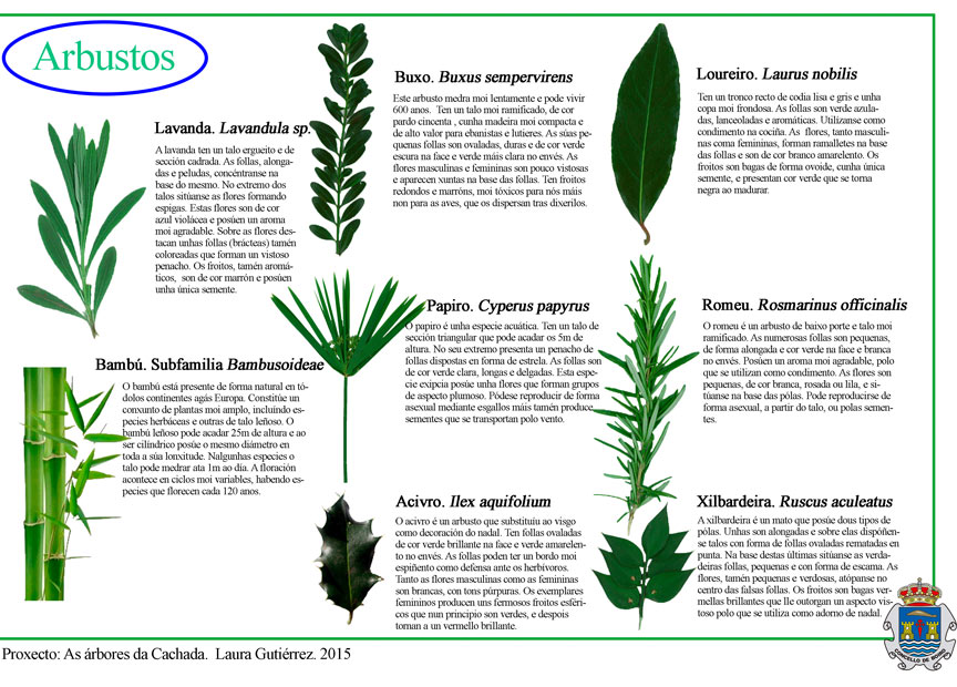 Turismo - As árbores da Cachada