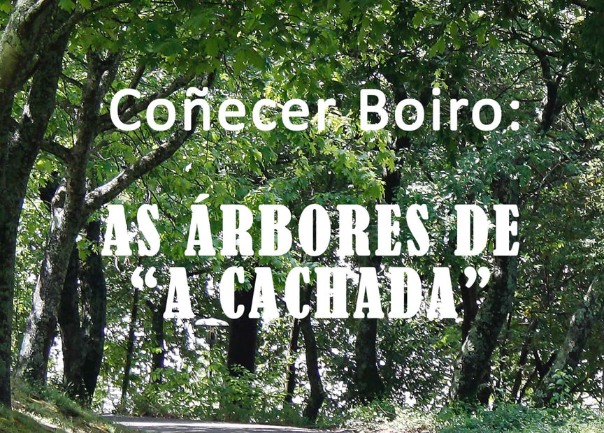 Turismo - As árbores da Cachada