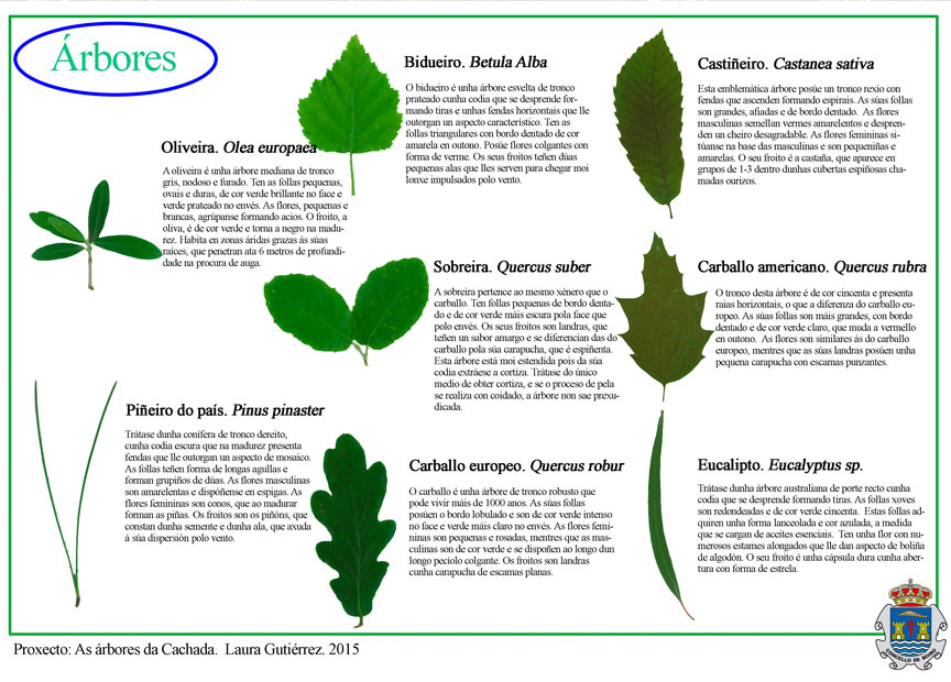 Turismo - As árbores da Cachada
